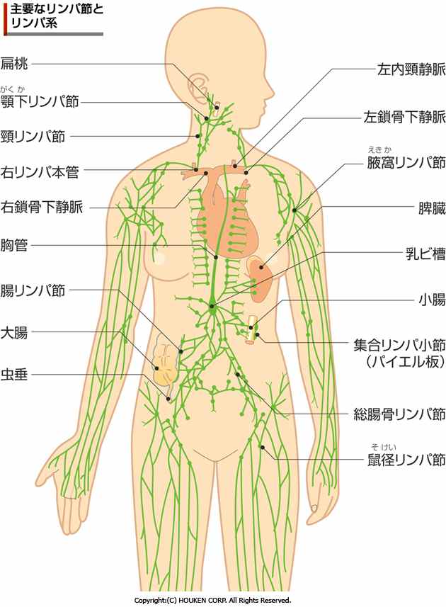 リンパについて