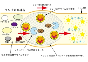 リンパについて